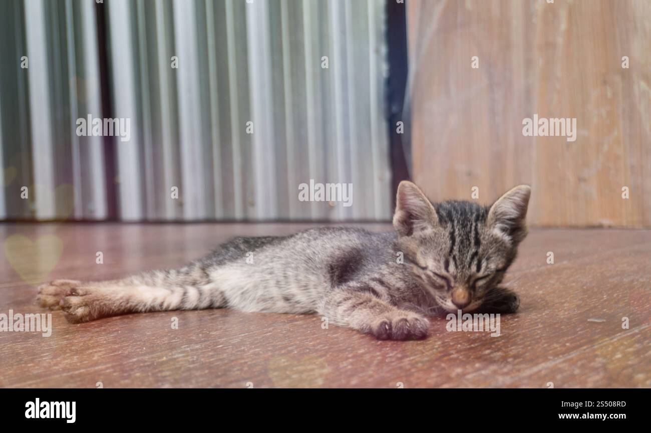 Piccolo gattino da tabby. Gatto adagiato su un pavimento di legno con una faccia divertente e adorabile Foto Stock