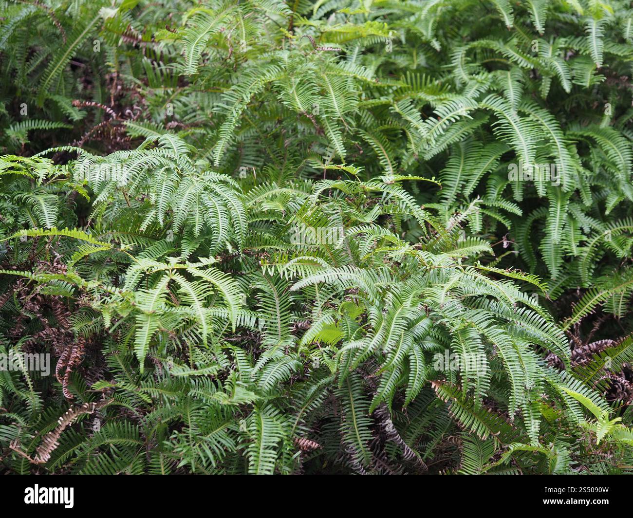 Falsa felce da stagno (Dicranopteris linearis) Foto Stock