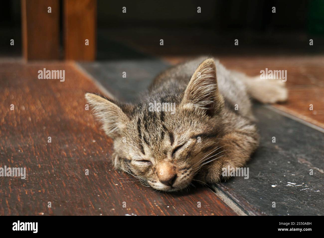Piccolo gattino da tabby. Gatto adagiato su un pavimento di legno con una faccia divertente e adorabile Foto Stock