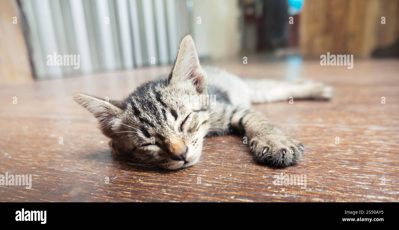 Piccolo gattino da tabby. Gatto adagiato su un pavimento di legno con una faccia divertente e adorabile Foto Stock