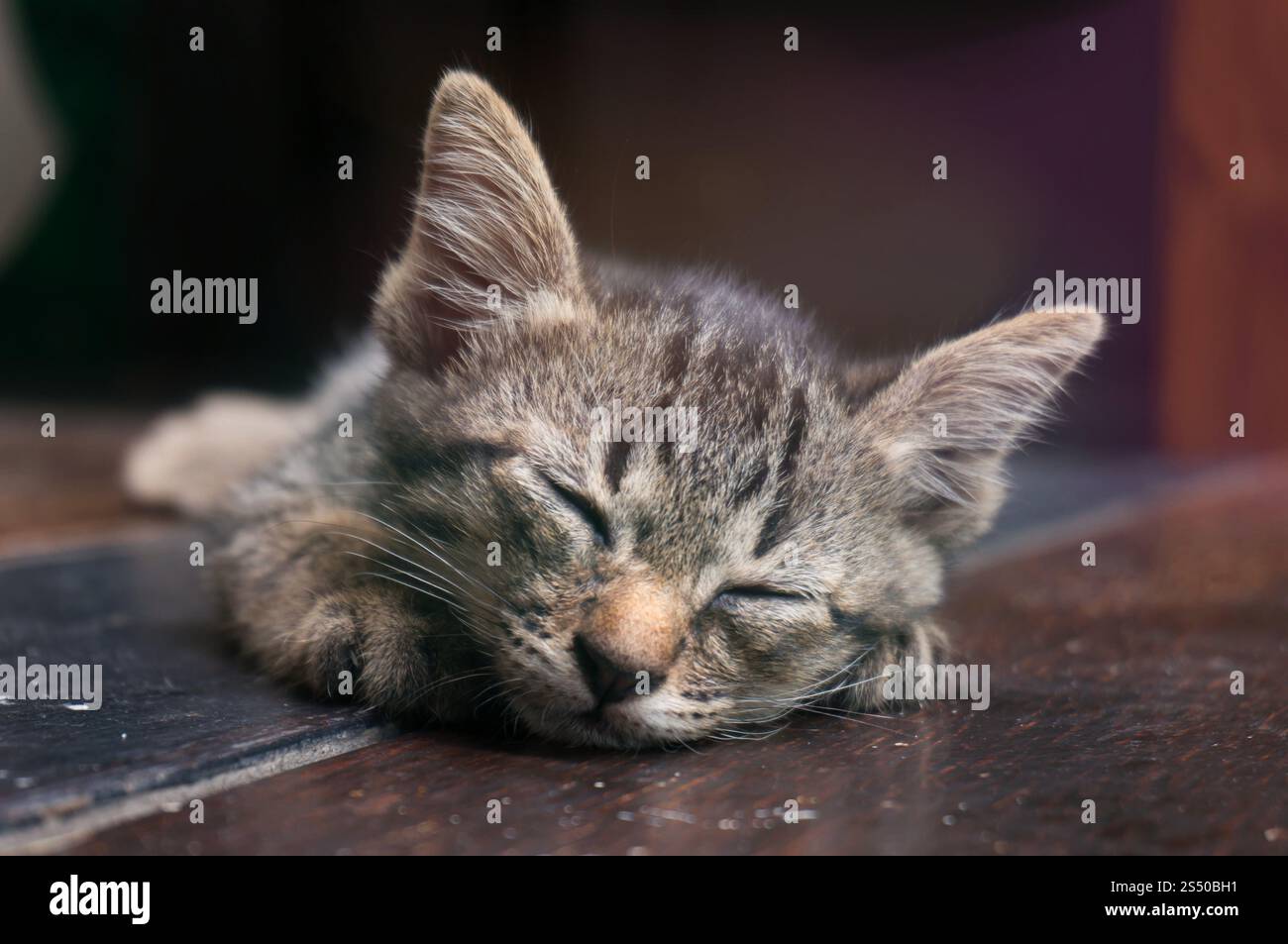 Piccolo gattino da tabby. Gatto adagiato su un pavimento di legno con una faccia divertente e adorabile Foto Stock