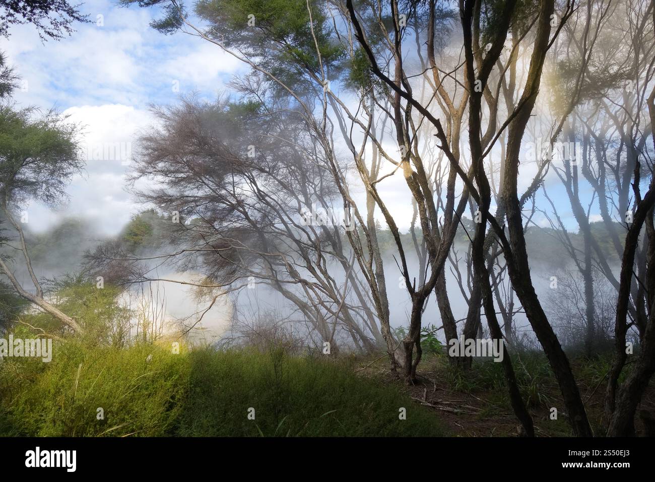 Lago nebbioso e foresta nell'area vulcanica di Rotorua, nuova Zelanda. Lago nebbioso e foresta a Rotorua, nuova Zelanda Foto Stock