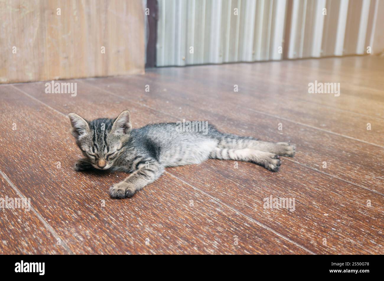 Piccolo gattino da tabby. Gatto adagiato su un pavimento di legno con una faccia divertente e adorabile Foto Stock