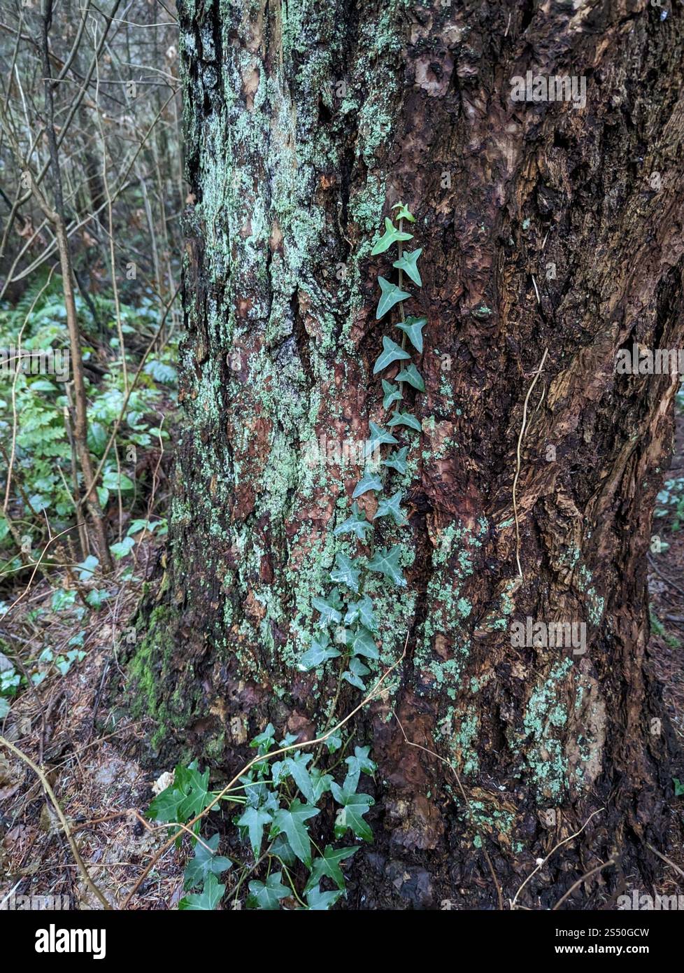 Edera atlantica (Hedera hibernica) Foto Stock