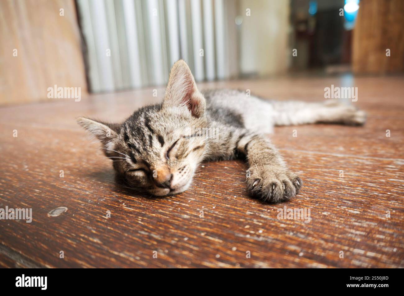 Piccolo gattino da tabby. Gatto adagiato su un pavimento di legno con una faccia divertente e adorabile Foto Stock