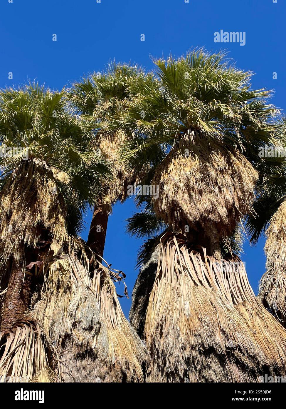 California FAN Palm (Washingtonia filifera) Foto Stock