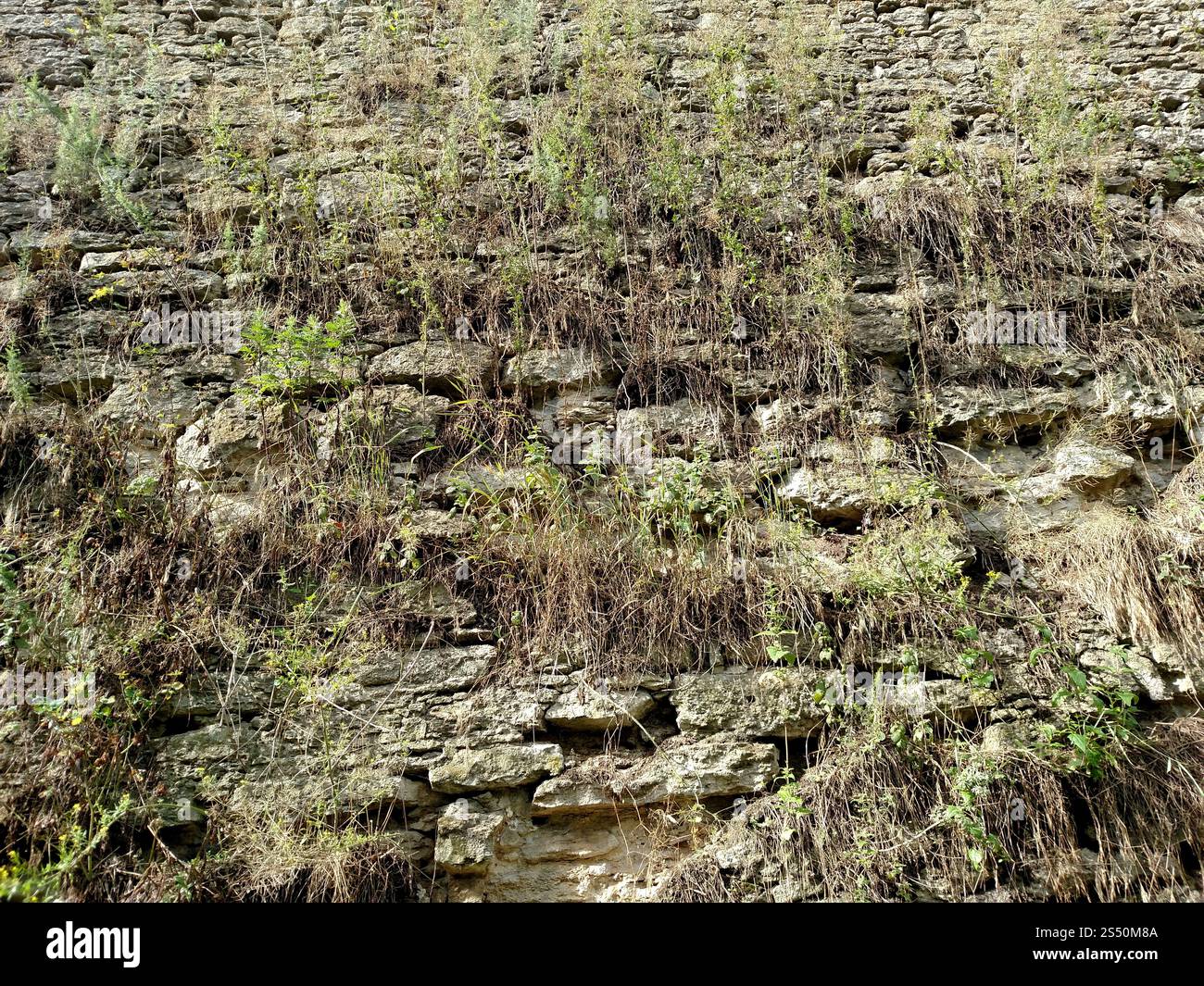 Il muro con l'erba della fortezza nella città di Dubno. In un giorno d'estate. Per informazioni generali . Il muro con l'erba della fortezza nella città di Dubno. Foto Stock