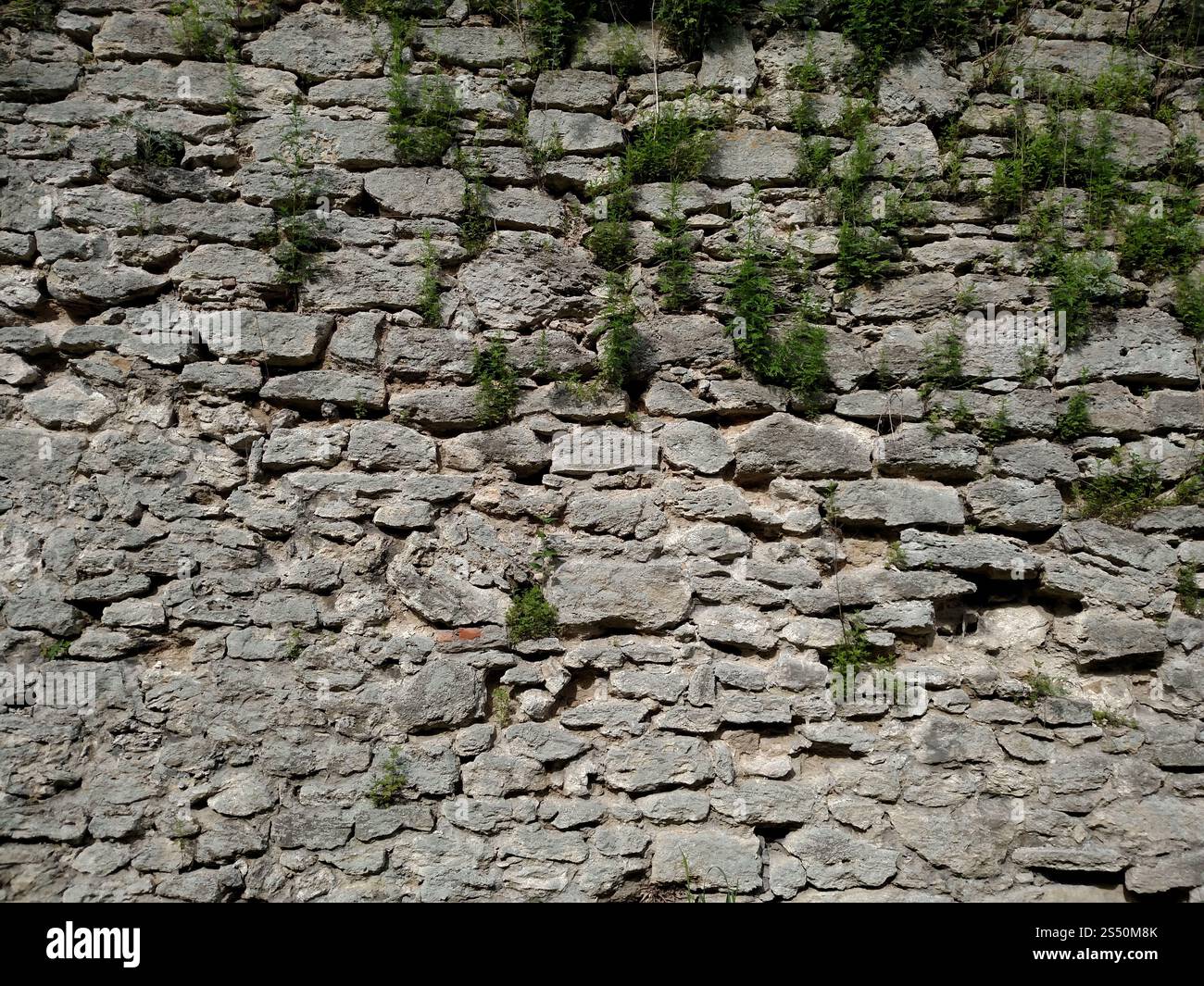 Il muro con l'erba della fortezza nella città di Dubno. In un giorno d'estate. Il muro con l'erba della fortezza nella città di Dubno. In un giorno d'estate. Foto Stock