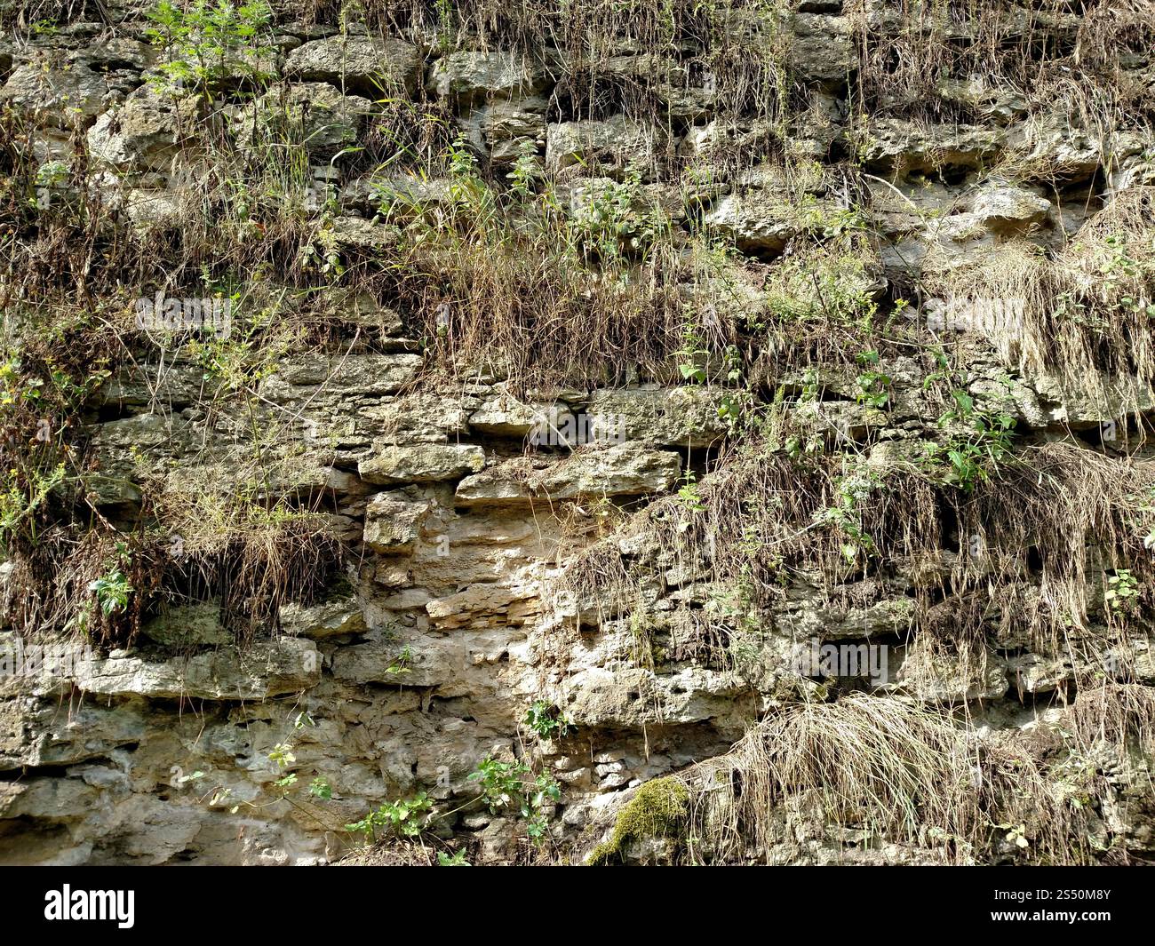 La parete con erba della fortezza nella città di Dubno. In un giorno d'estate. Per sfondo . Foto Stock