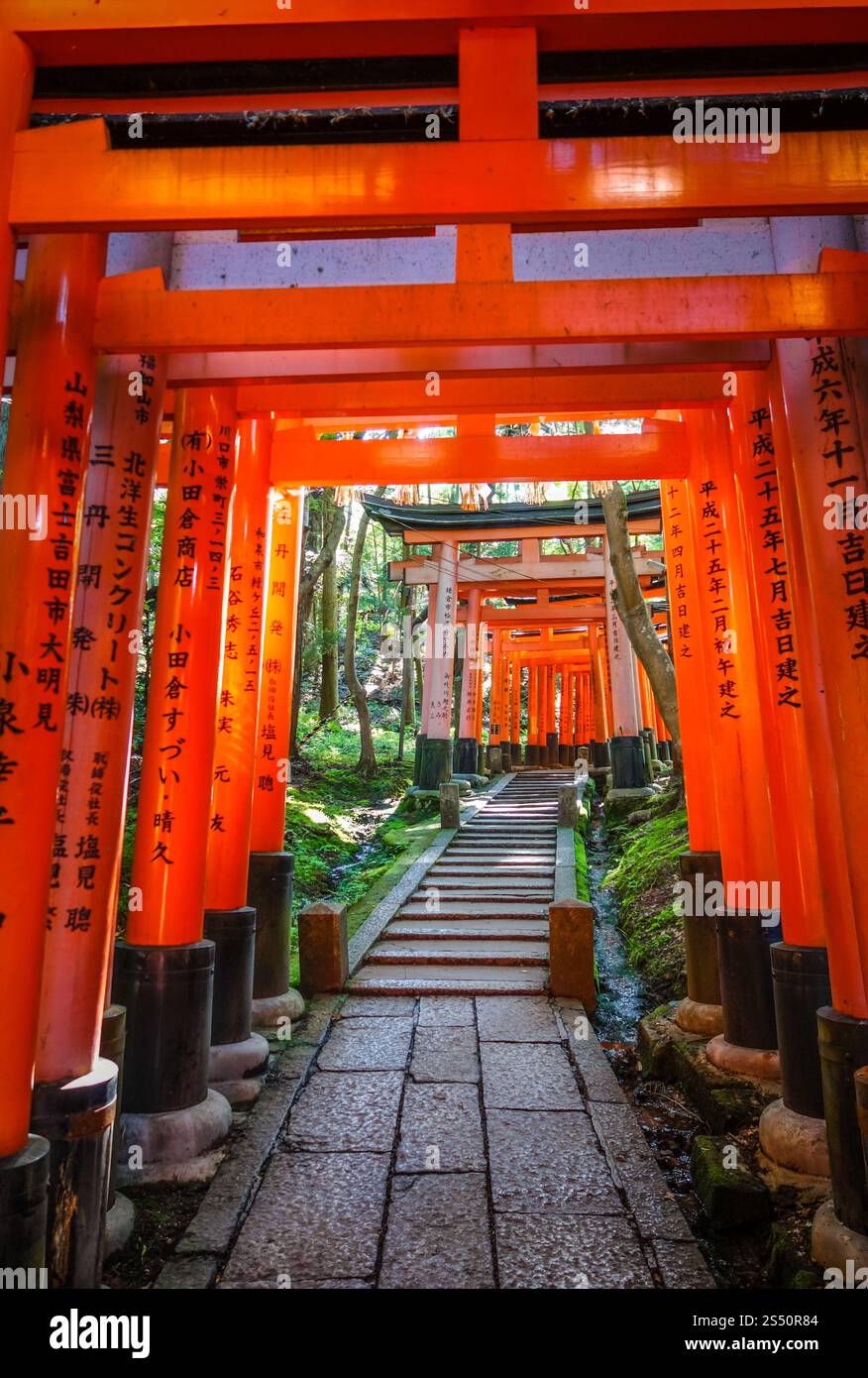 Santuario Fushimi Inari Taisha torii, Kyoto, Giappone. Fushimi Inari Taisha torii, Kyoto, Giappone Foto Stock