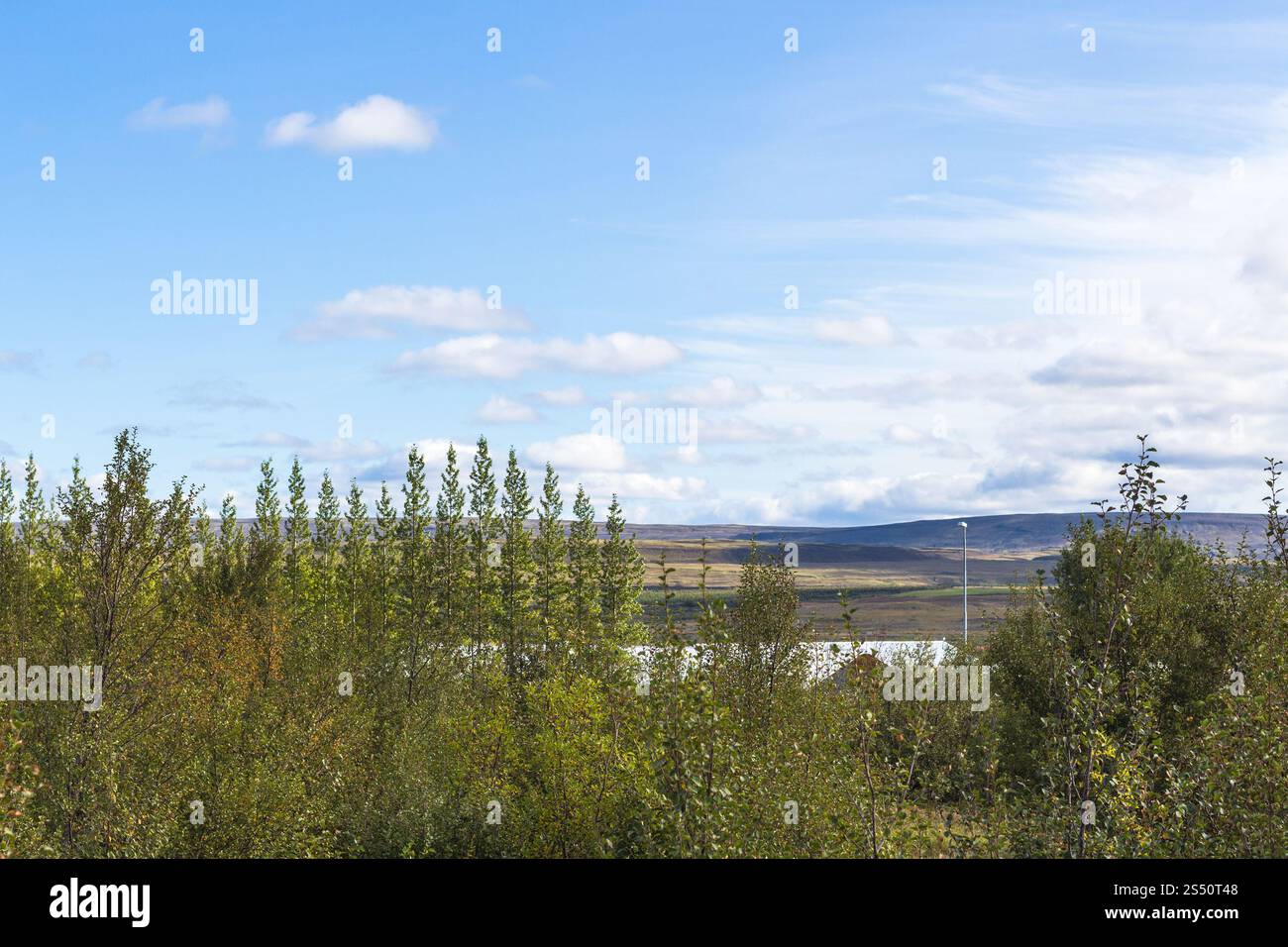 Viaggio in Islanda - boschi intorno a Haukadalur geyser area in settembre Foto Stock Viaggio in Islanda - boschi intorno a Haukadalur geyser area in settembre Foto Stock