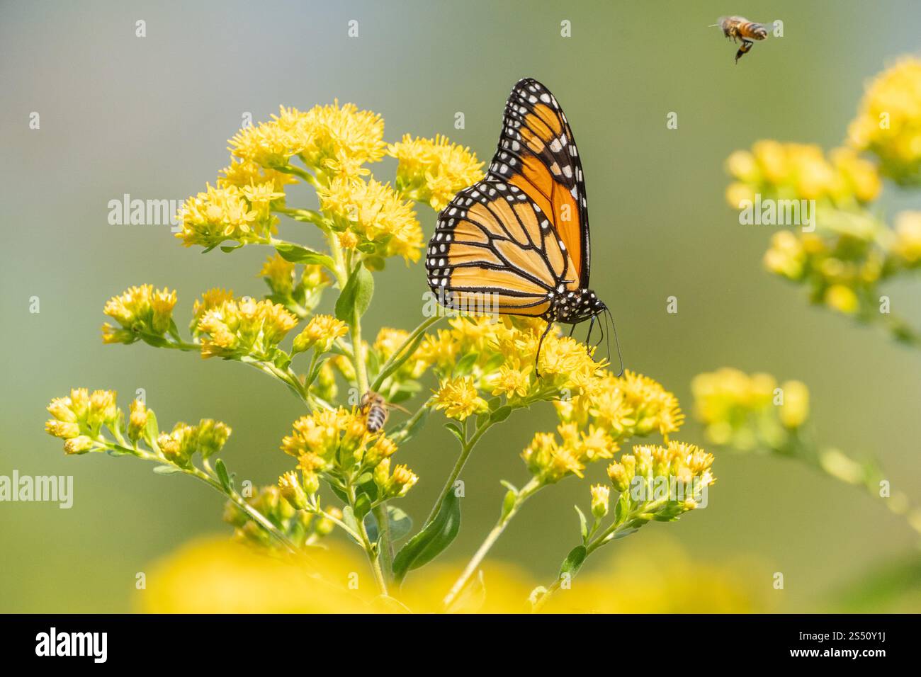 La farfalla Monarch (Danaus Plexippus) e le api mellifere che si nutrono di canna d'oro gialla Foto Stock