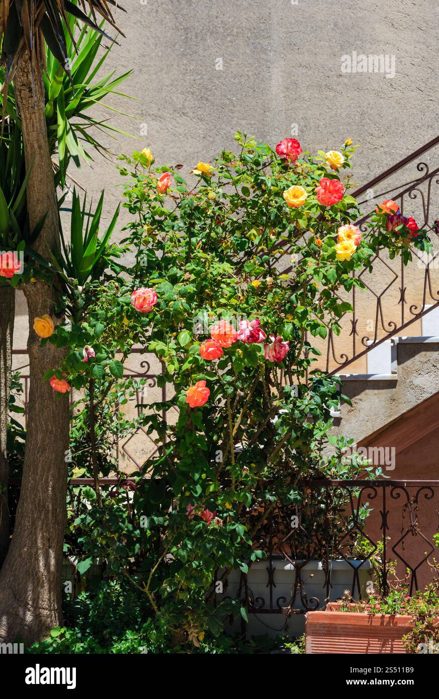 Rosaio vicino a scala. Vista dalla strada del vecchio centro medievale della città di Erice, regione di Trapani, Sicilia, Italia. Foto Stock