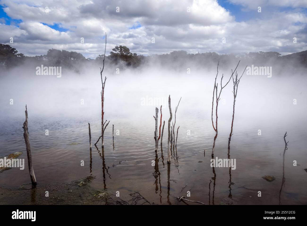 Lago nebbioso e foresta nell'area vulcanica di Rotorua, nuova Zelanda. Lago nebbioso e foresta a Rotorua, nuova Zelanda Foto Stock