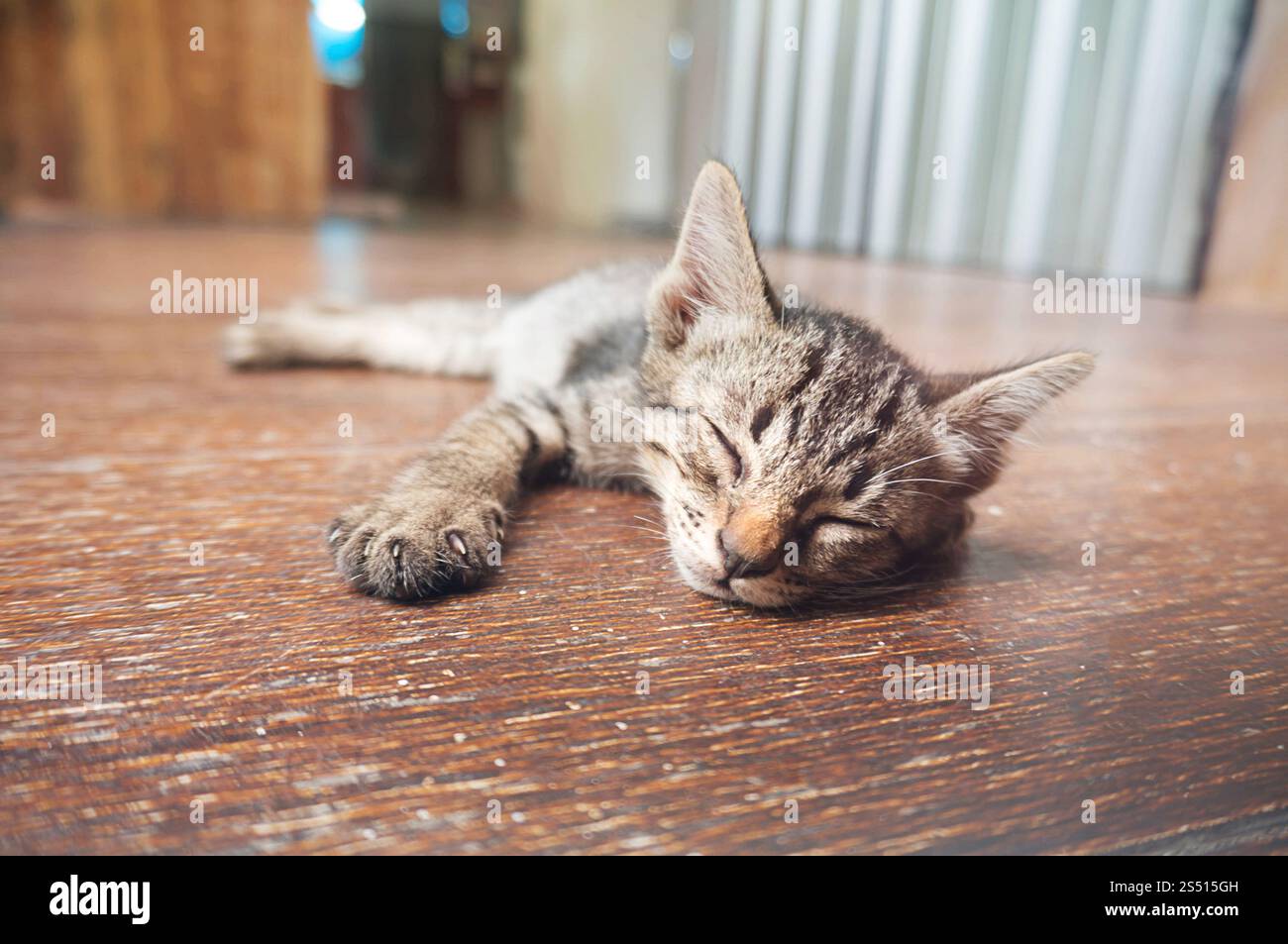 Piccolo gattino da tabby. Gatto adagiato su un pavimento di legno con una faccia divertente e adorabile Foto Stock