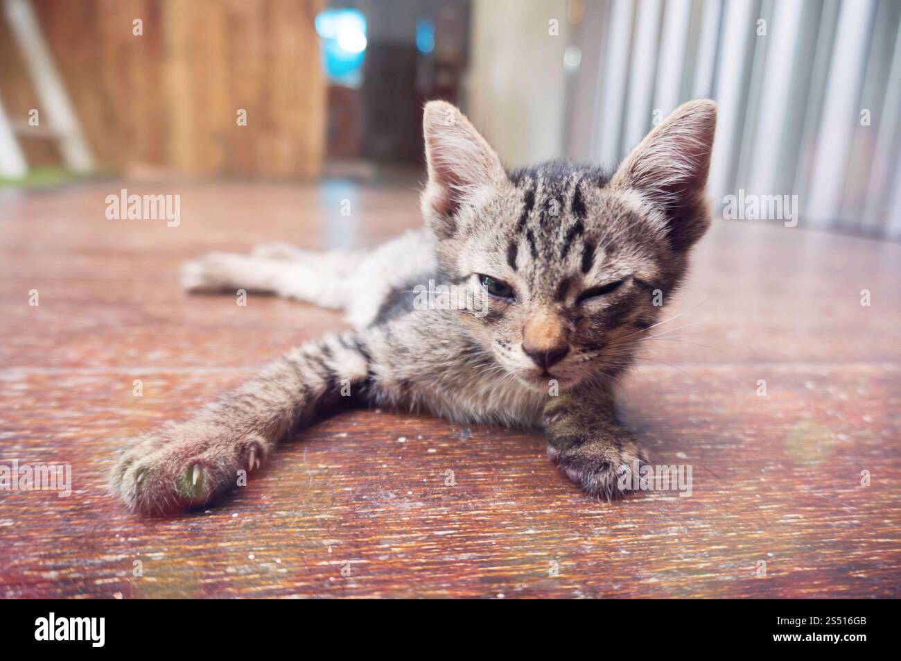 Piccolo gattino da tabby. Gatto adagiato su un pavimento di legno con una faccia divertente e adorabile Foto Stock