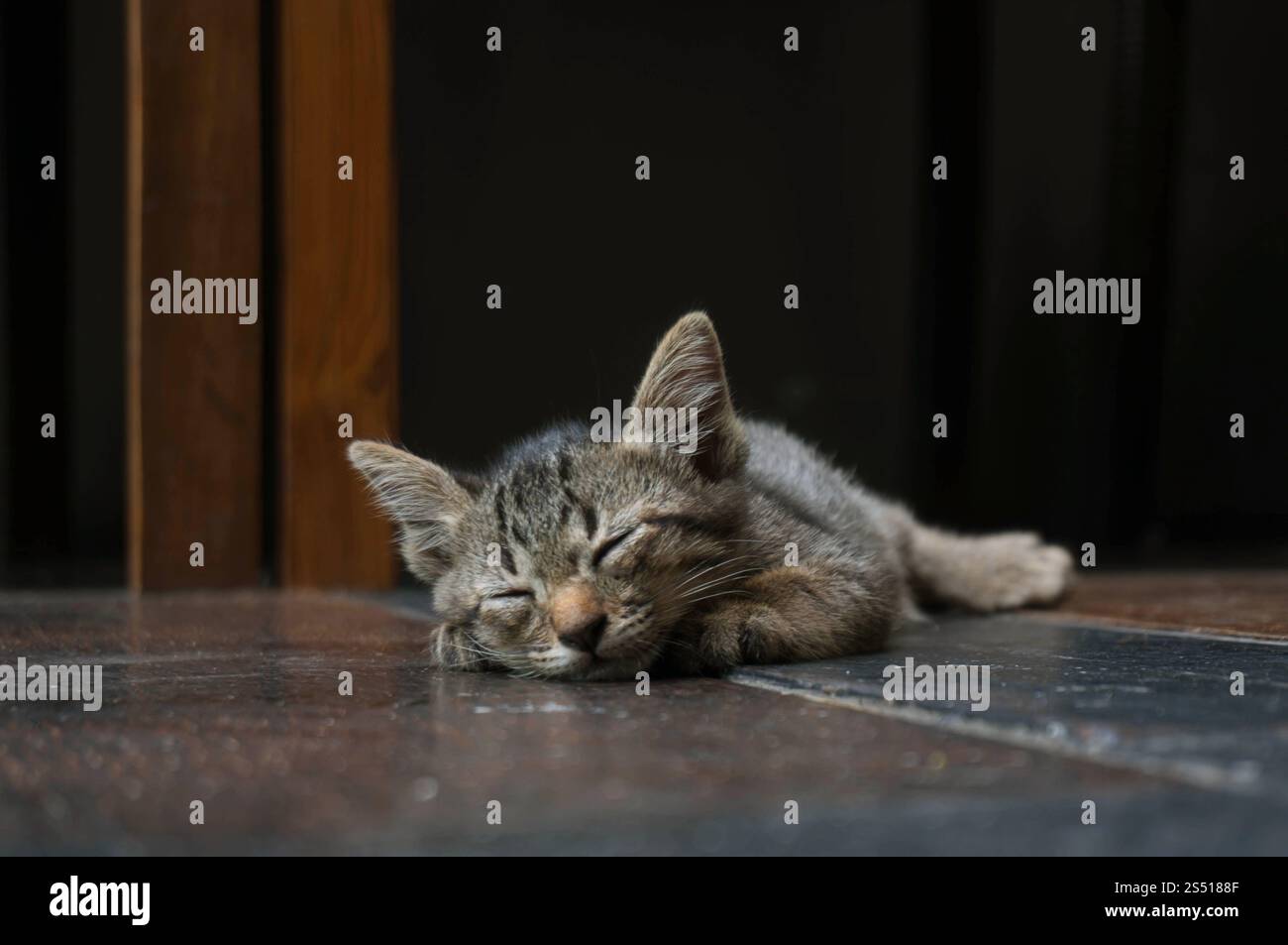 Piccolo gattino da tabby. Gatto adagiato su un pavimento di legno con una faccia divertente e adorabile Foto Stock