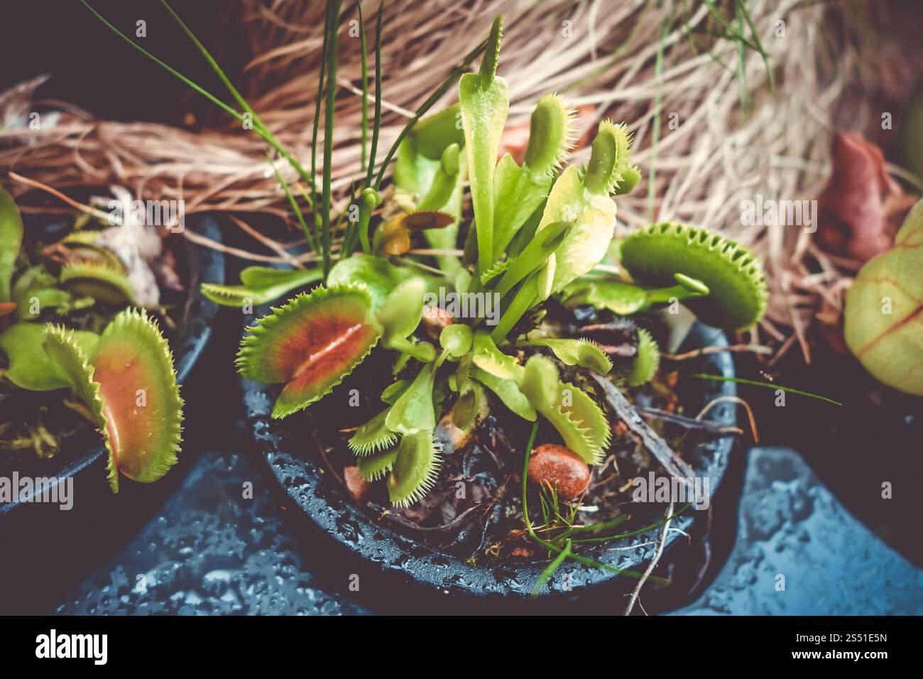 Primo piano del flytrap di Venere. Pianta carnivora. Venere flytrap, pianta carnivora Foto Stock
