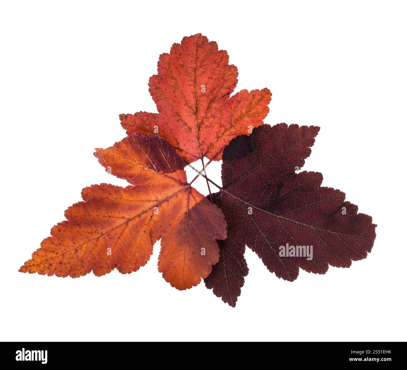 collage da foglie rosse autunnali di albero viburnum. collage di foglie rosse autunnali di albero viburno isolato su sfondo bianco Foto Stock