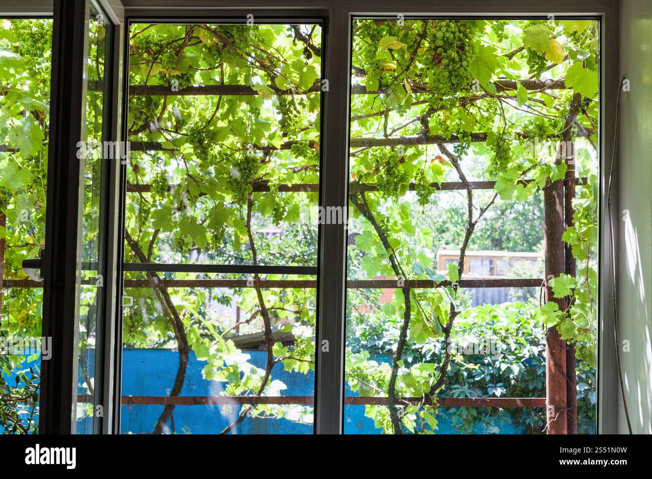 Vista della vigna ombreggiata in cantiere attraverso la finestra di casa in casa di paese nella soleggiata giornata estiva in Kuban regione della Russia Foto Stock