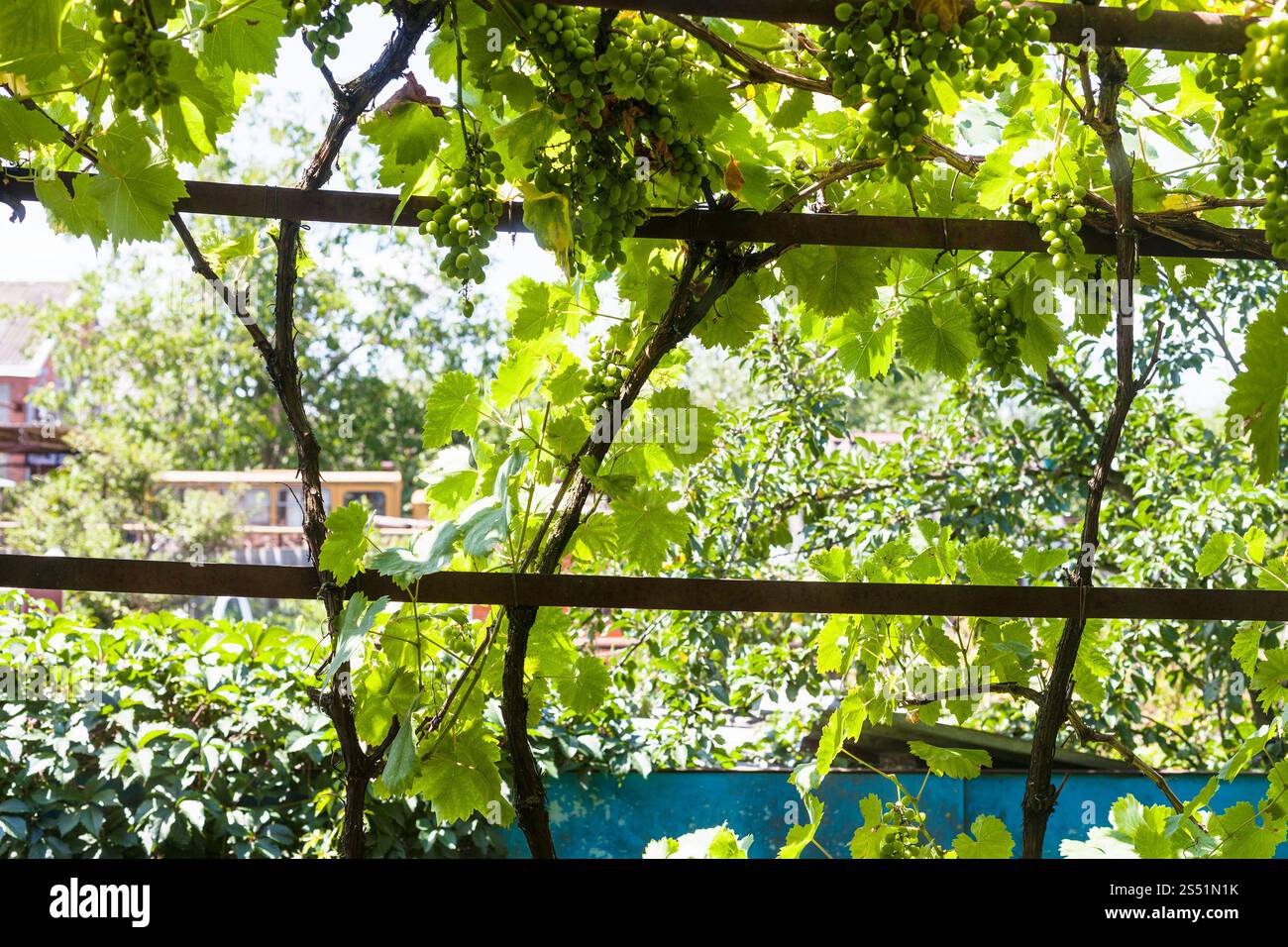 Shady vigna sul cortile della casa di campagna nella soleggiata giornata estiva in Kuban regione della Russia Foto Stock