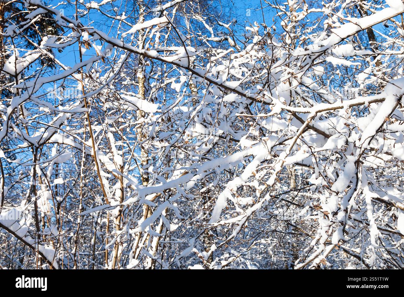 Le betulle e coperti di neve rami di alberi di acero nella foresta di Timiryazevskiy park della città di Mosca nella soleggiata giornata invernale Foto Stock