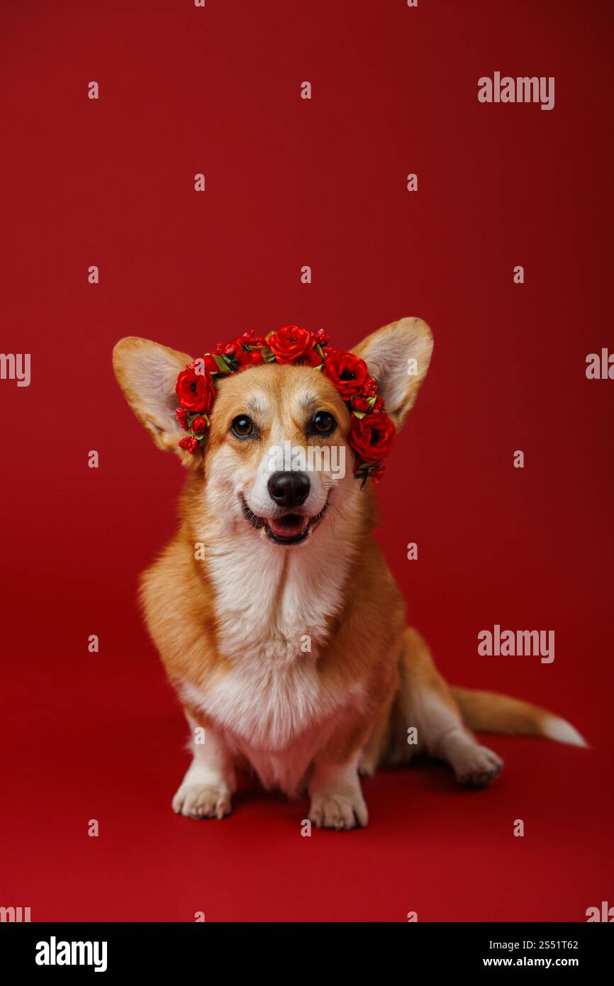 Cane Corgi con corona floreale su sfondo rosso, che irradia fascino ed eleganza Foto Stock