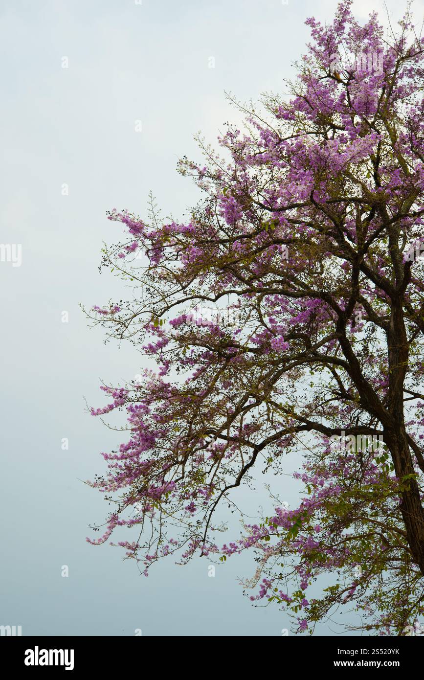 Wild Himalayan Cherry in montagna , Chiang Mai , della Thailandia Foto Stock
