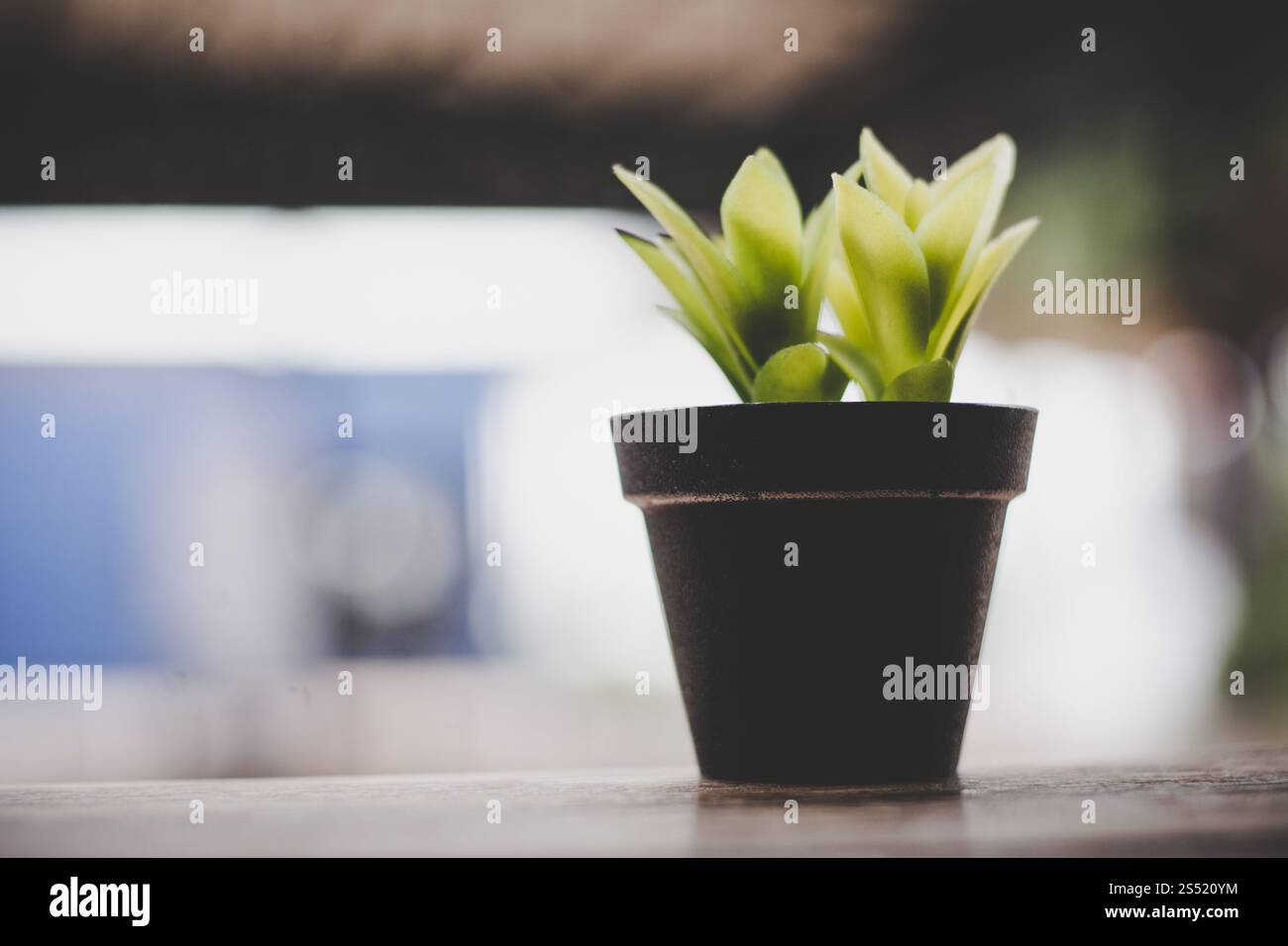 In prossimità di un piccolo impianto con sfocato cafe sfondo. Foto Stock