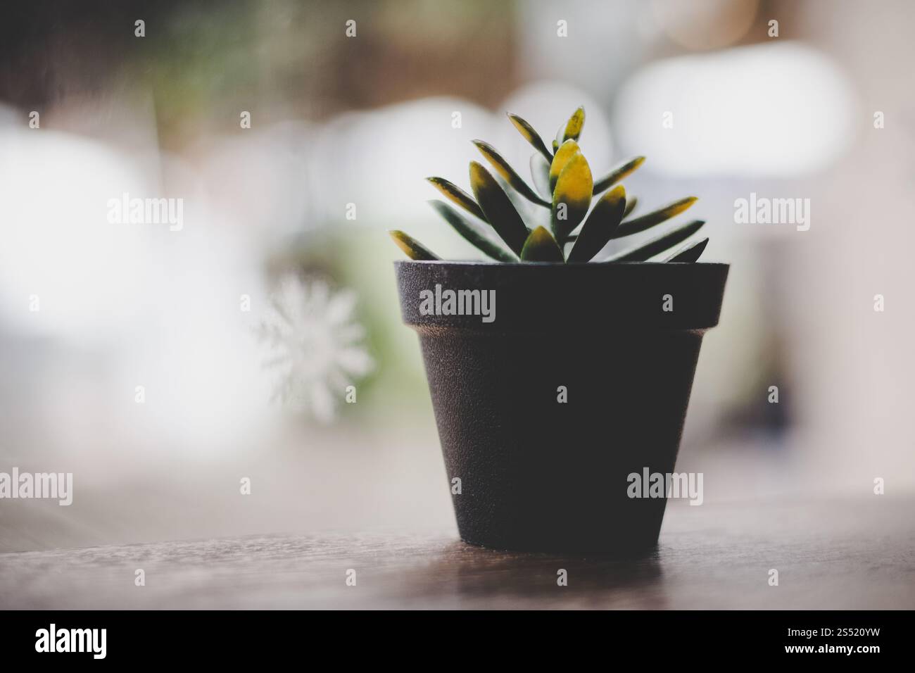 In prossimità di un piccolo impianto con sfocato cafe sfondo. Foto Stock