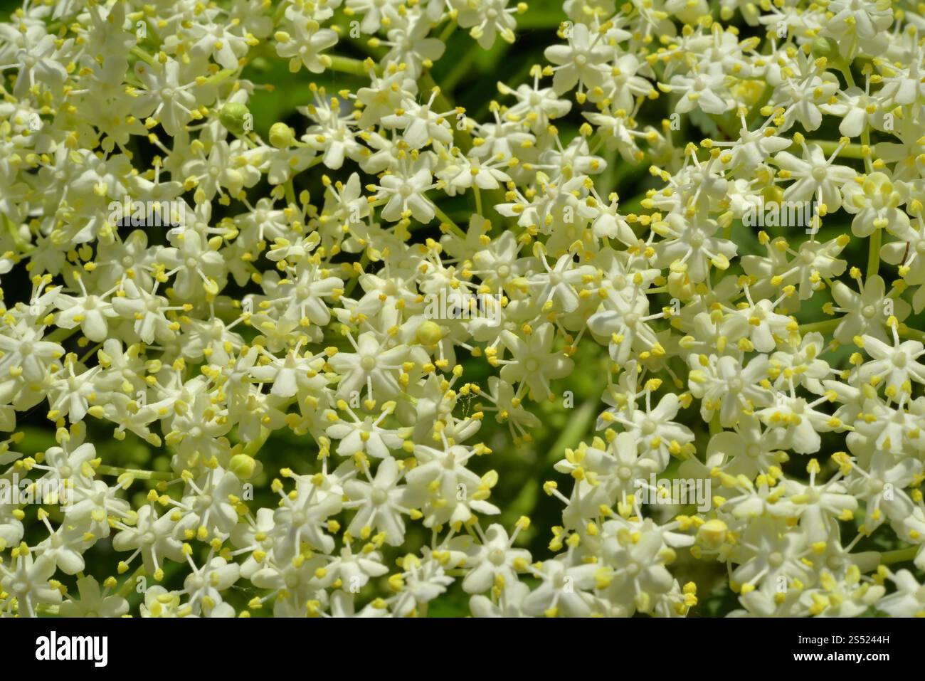 Piante medicinali, piccoli fiori di sambucus nigra in dettaglio Foto Stock