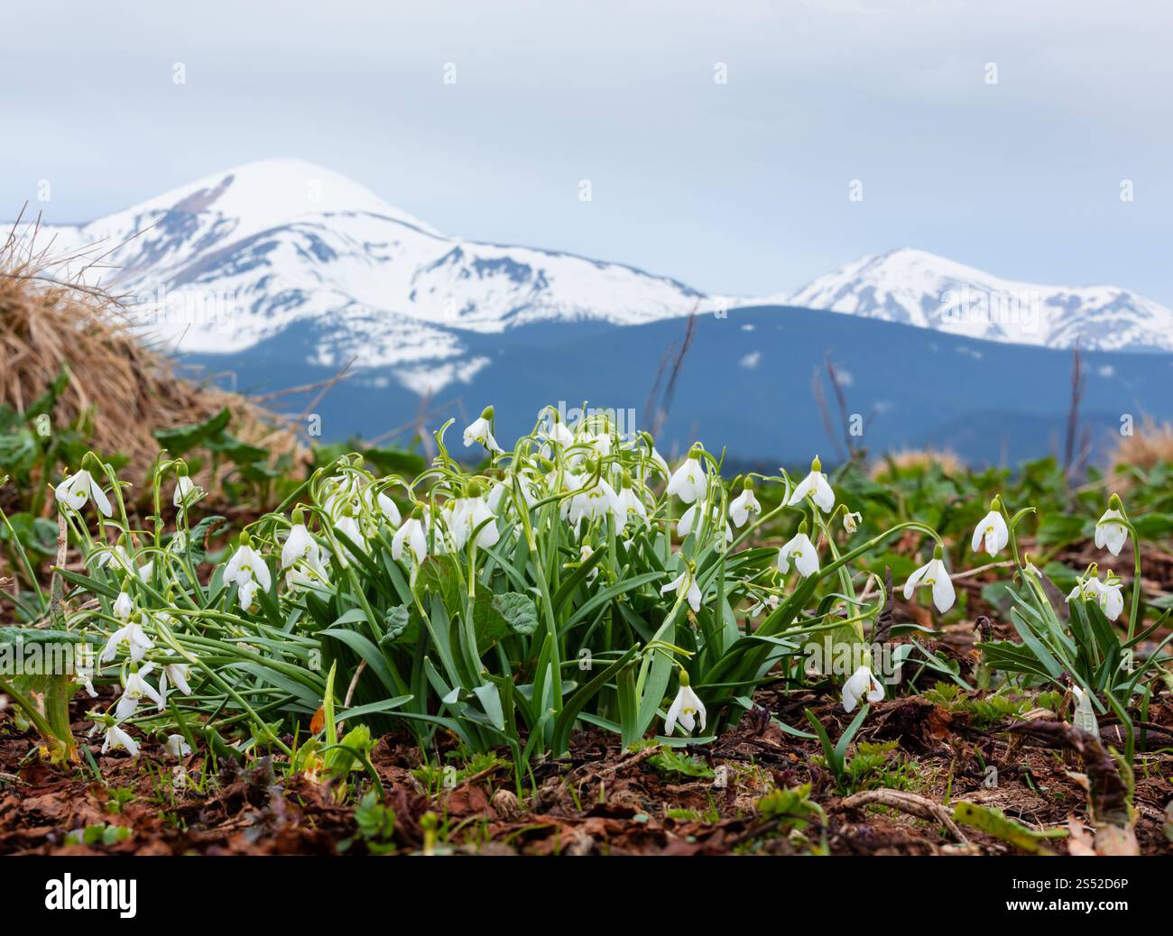 Snowdrop fiori in primavera Montagne dei Carpazi, Ucraina, l'Europa. Multi-shot di immagine di cucitura con grande profondità di campo (nitidezza). Foto Stock