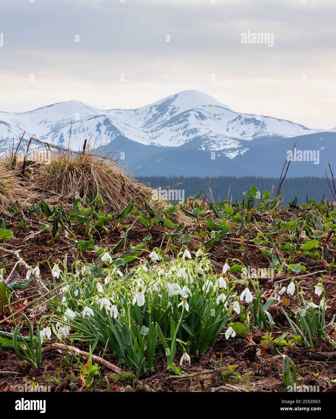 Fiori di neve in primavera Carpazi, Ucraina, Europa. Multi-shot consente di unire l'immagine con una grande profondità di campo (nitidezza). Nove spari Foto Stock