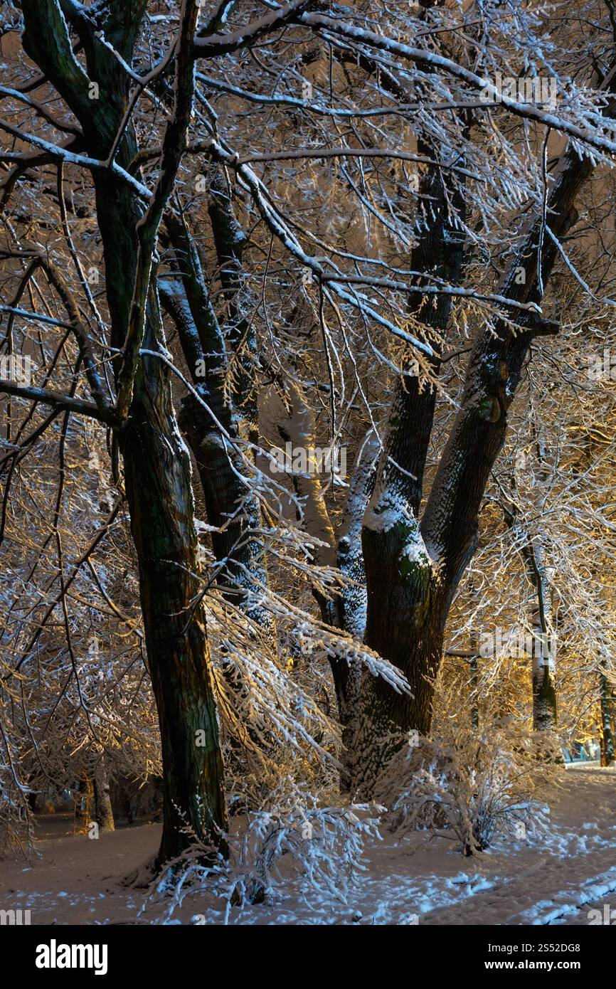 Grande e bella coperta di neve alberi in inverno illuminate di notte Ivan Franko park (Lviv city centre, Ucraina). Foto Stock