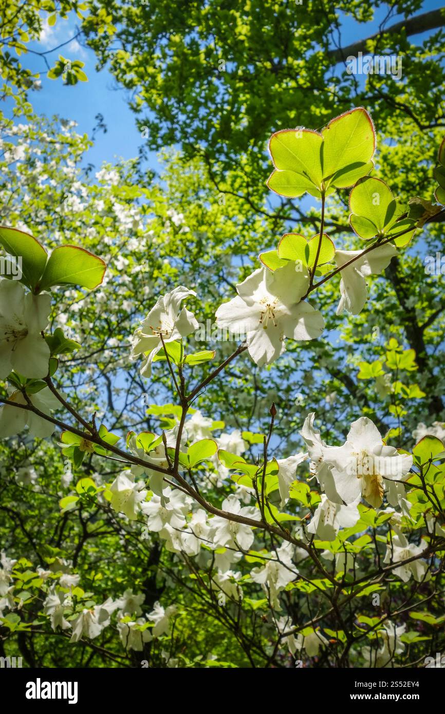Vista ravvicinata dei tradizionali ciliegi giapponesi. i ciliegi fioriscono in giappone Foto Stock