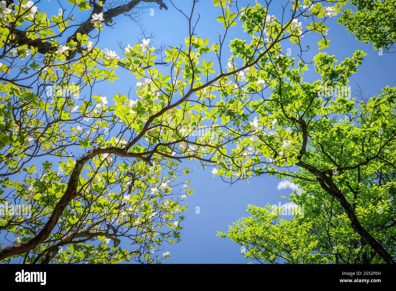 Vista ravvicinata dei tradizionali ciliegi giapponesi. i ciliegi fioriscono in giappone Foto Stock