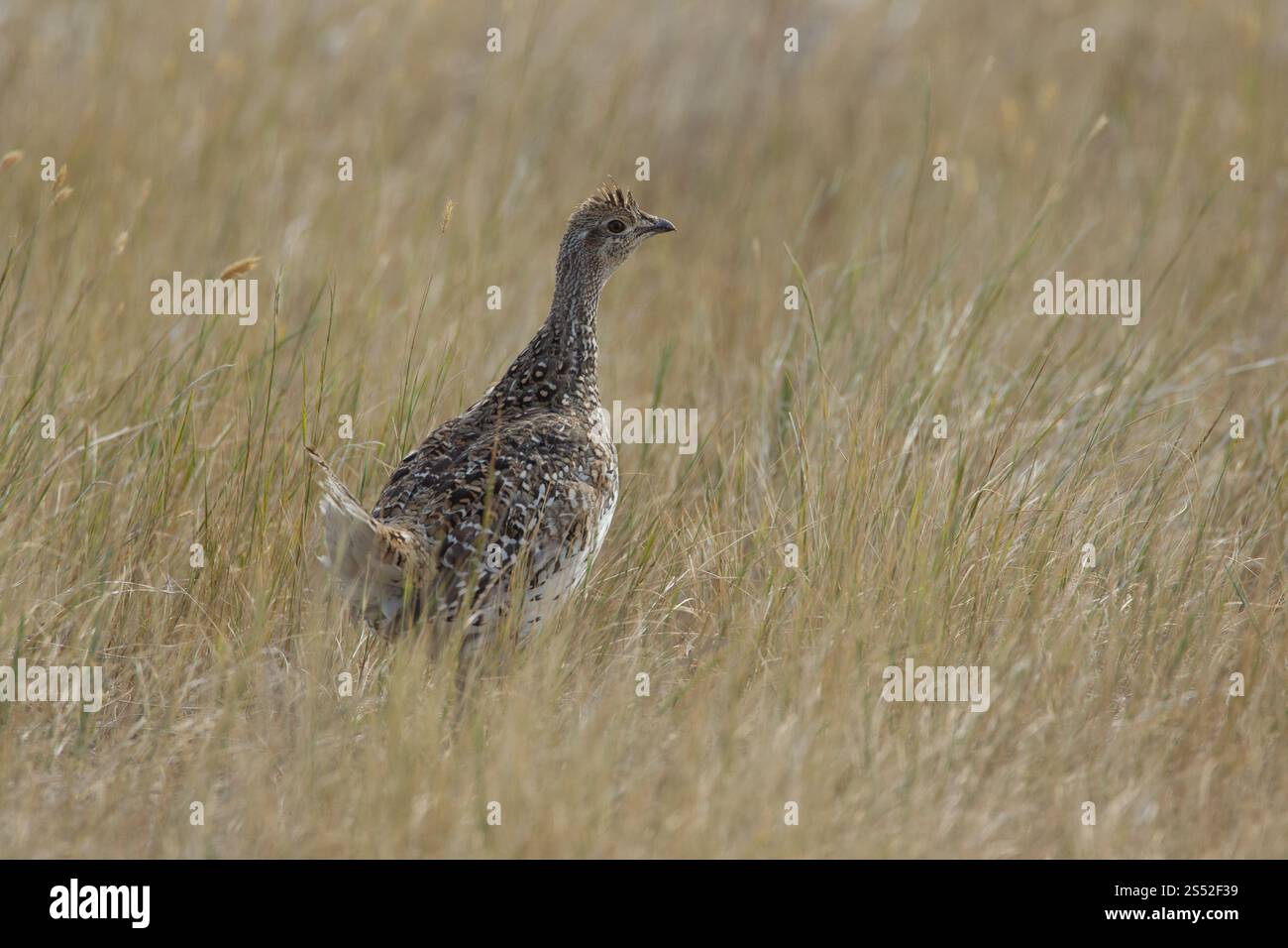 Avvisa il gabbiano dalla coda tagliente (Tympanuchus phasianellus) cammina nei prati. Foto Stock