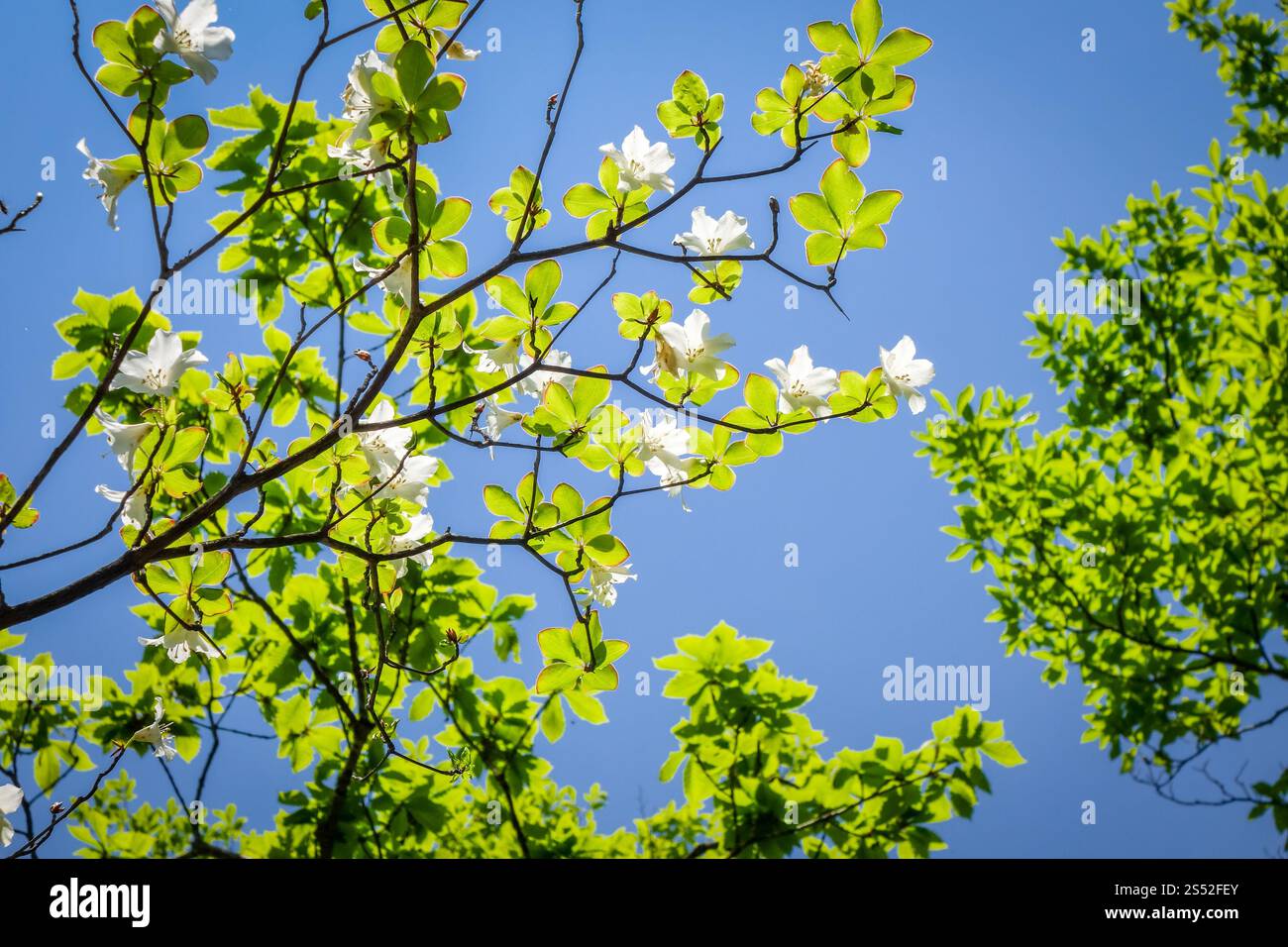Vista ravvicinata dei tradizionali ciliegi giapponesi. i ciliegi fioriscono in giappone Foto Stock