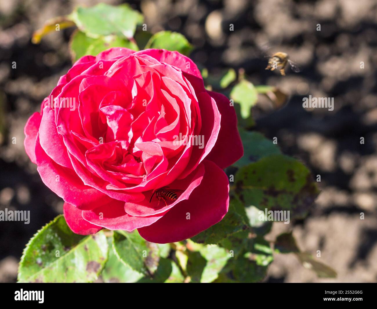 Viaggiare a caucasica acque minerali regione - le api vicino al Red Rose fiore nel giardino di Kislovodsk Parco Nazionale in Kislovodsk cittadina Foto Stock