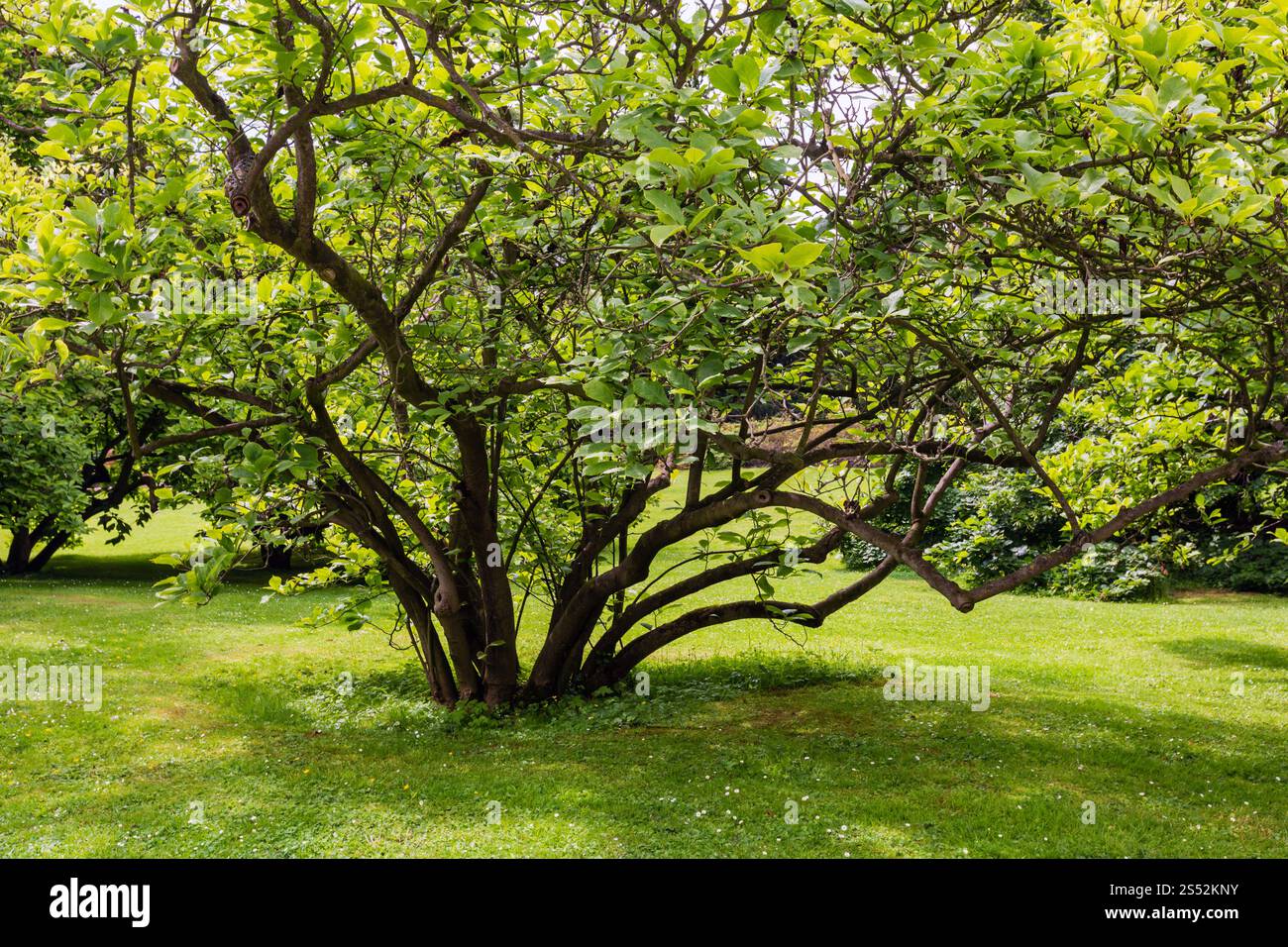 Boccola albero sul prato in estate il parco della città Foto Stock