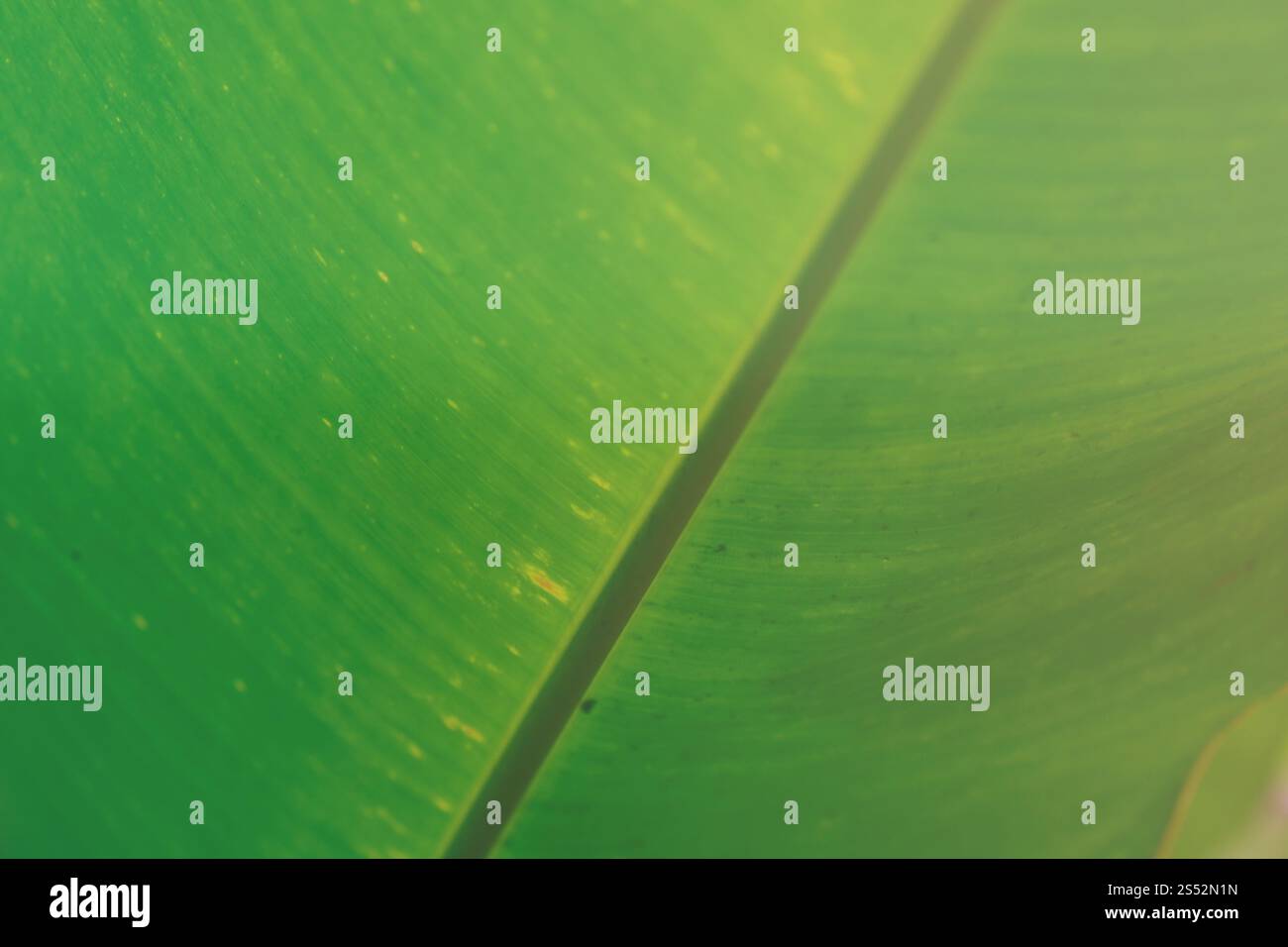 fondo verde naturale con struttura a foglia di banana tropicale Foto Stock