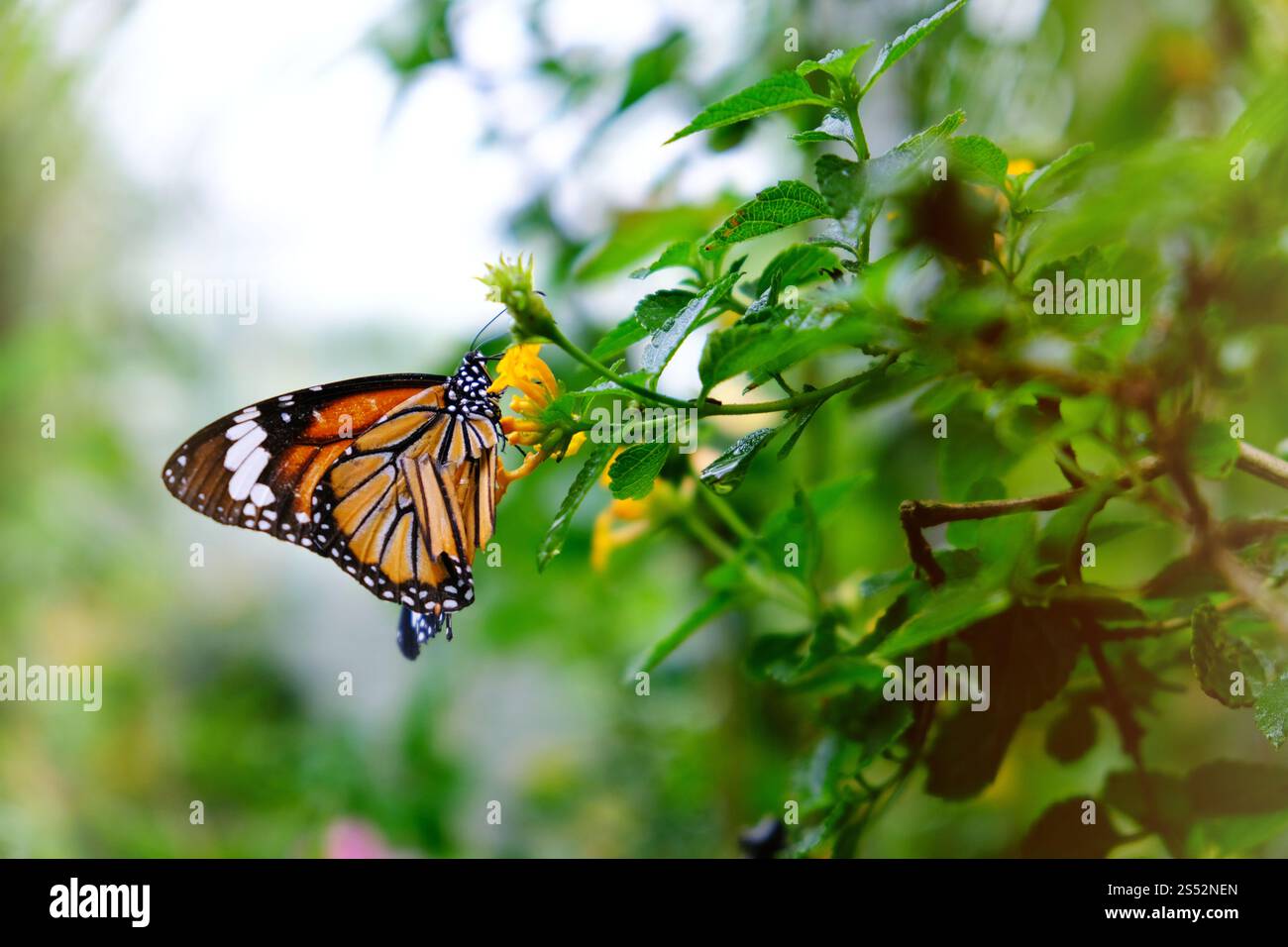Farfalla seduta su foglie verdi bellissimo insetto nell'habitat naturale Foto Stock