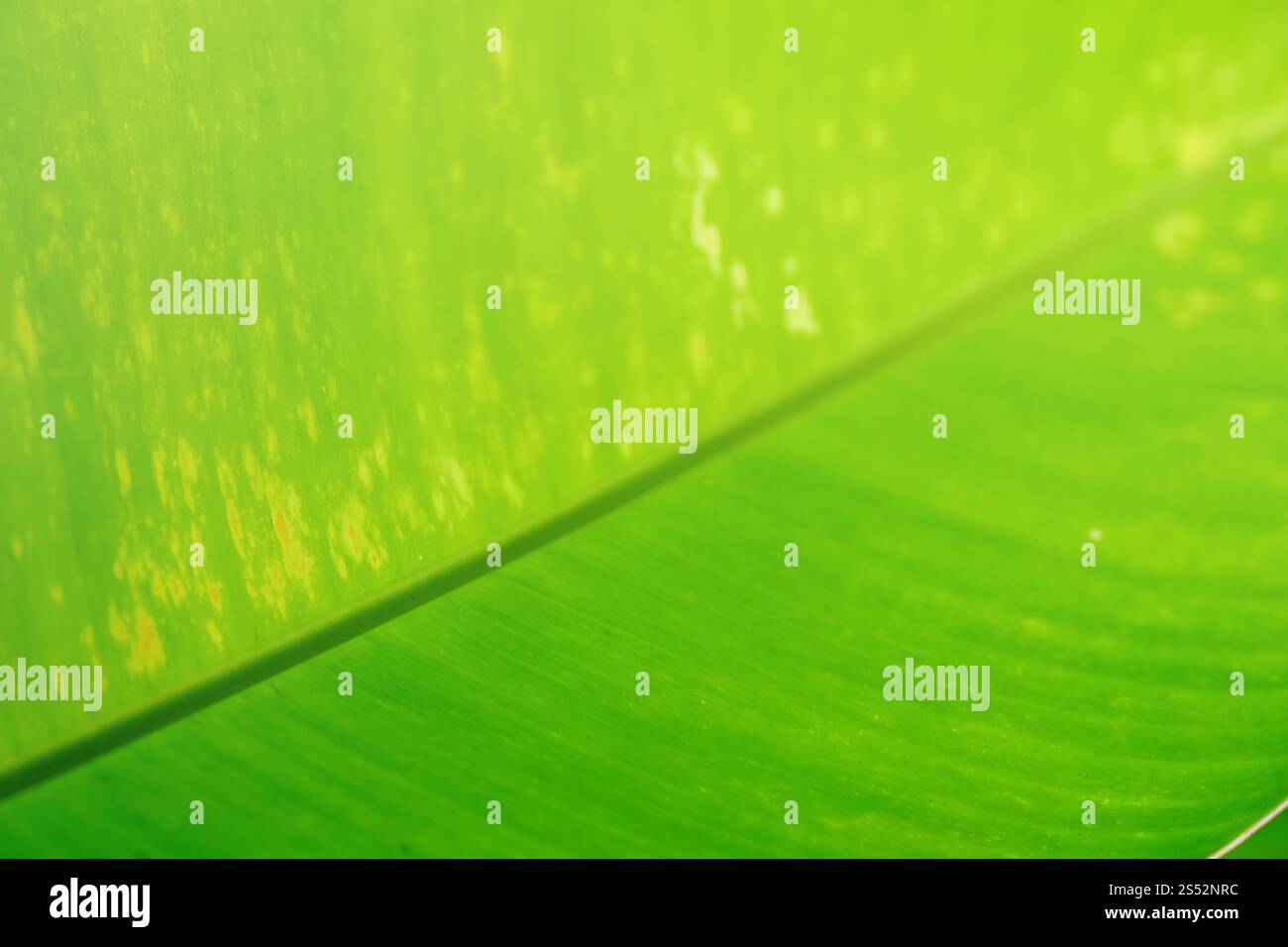 fondo verde naturale con struttura a foglia di banana tropicale Foto Stock