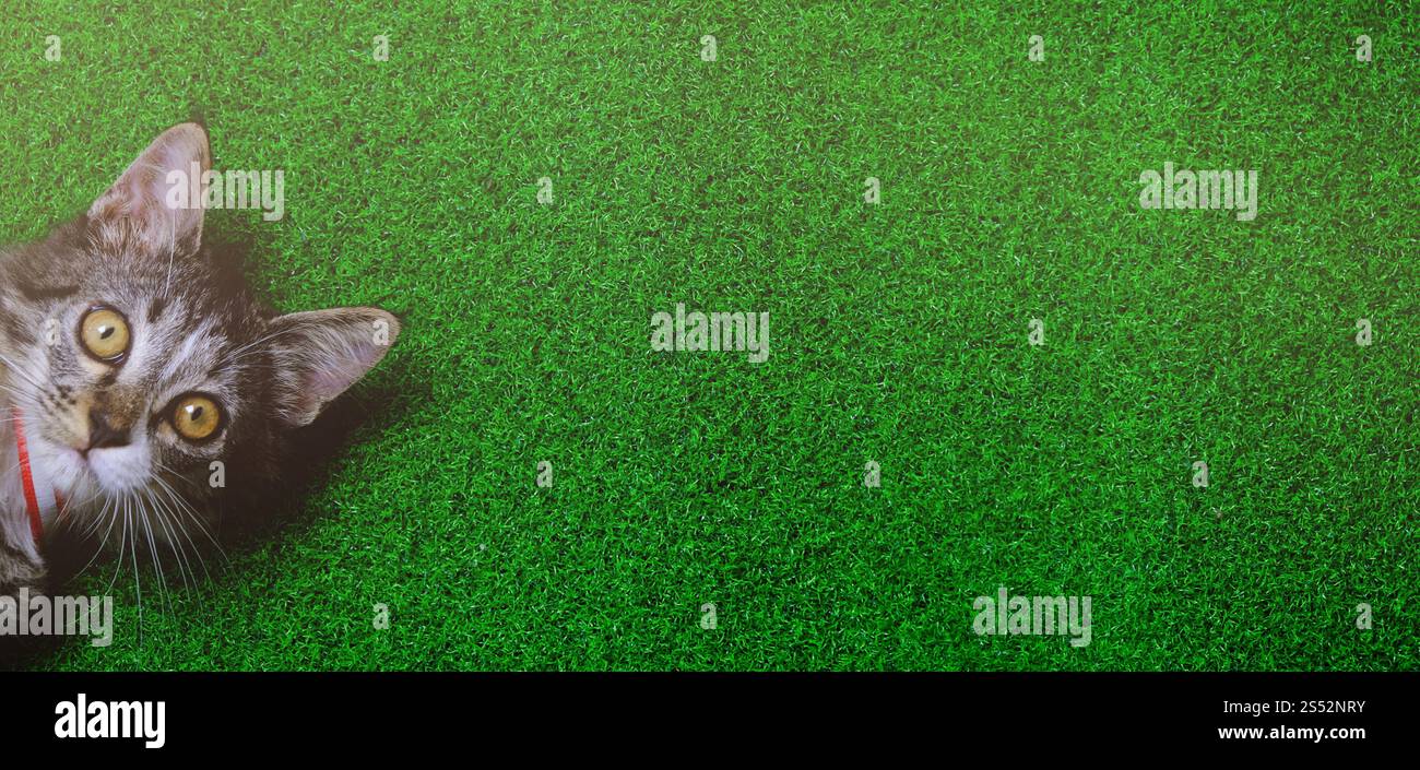 Giovane gatto pazzo sorpreso. faccia divertente da gattino Foto Stock