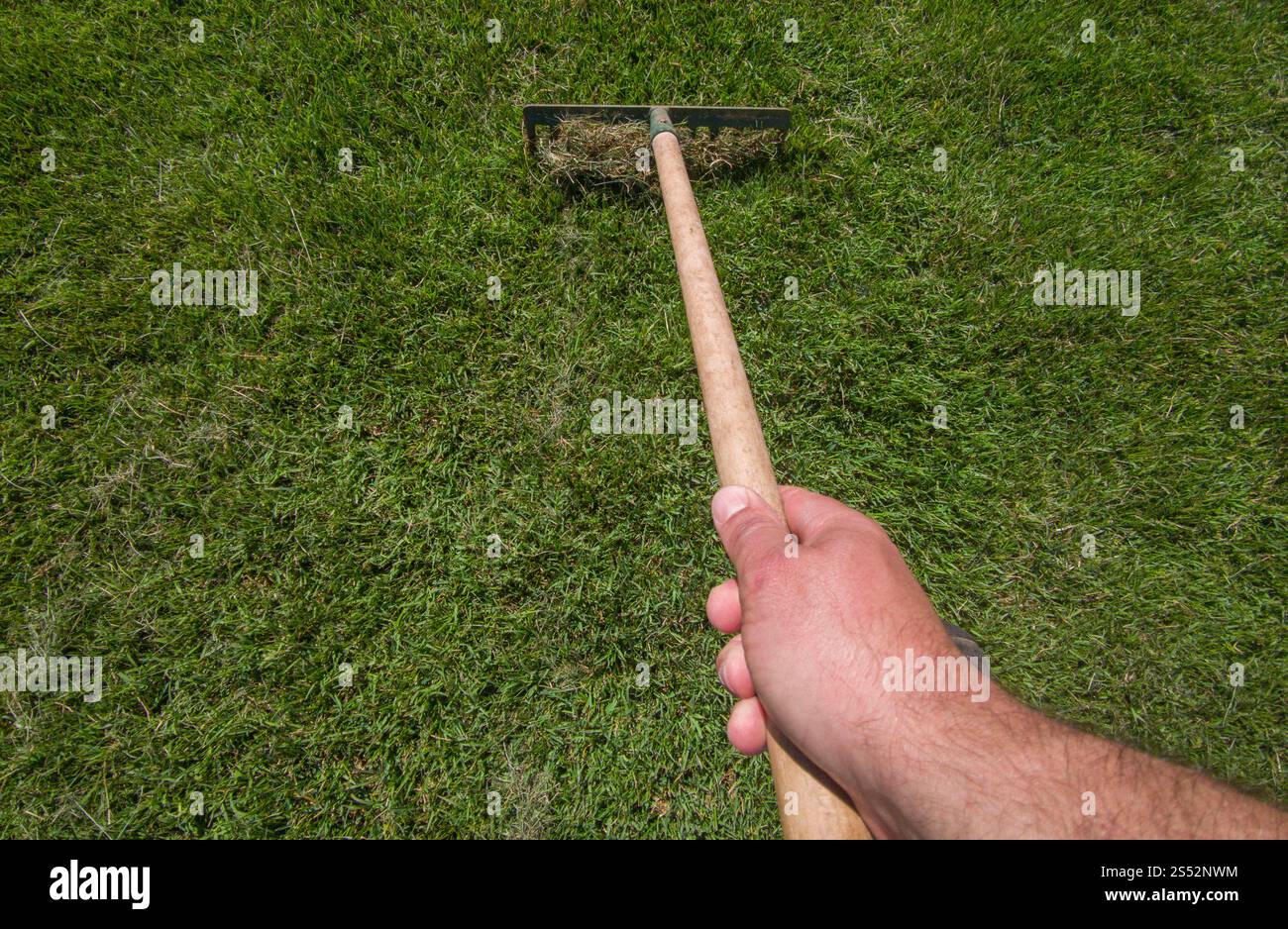 Rastrellare i rifiuti di erba dopo aver tagliato l'erba. Attrezzi manuali per le attività di manutenzione del prato Foto Stock