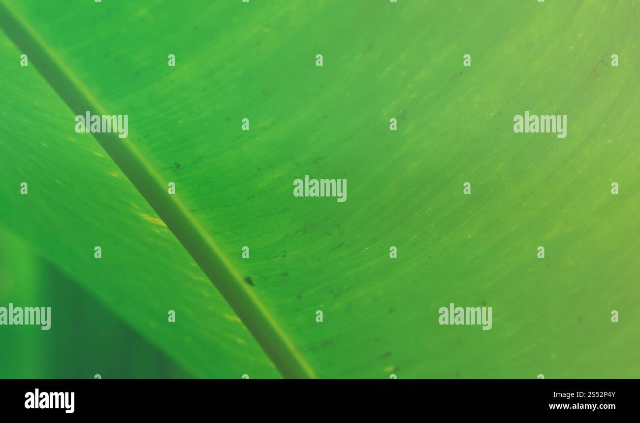 fondo verde naturale con struttura a foglia di banana tropicale Foto Stock