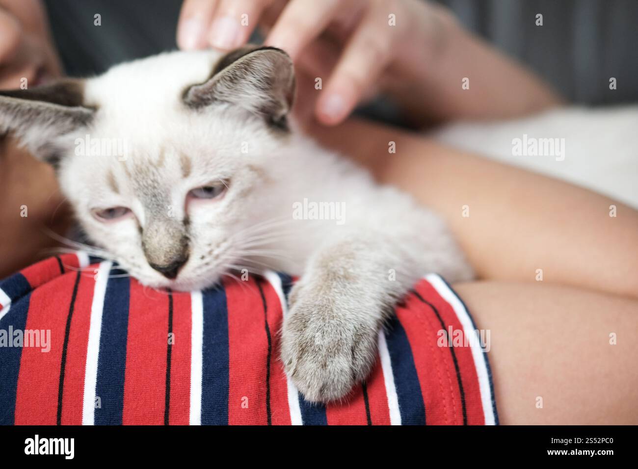 La donna abbraccia un gatto carino. Amicizia amante degli animali. Fidatevi dell'amore amico dell'umano Foto Stock