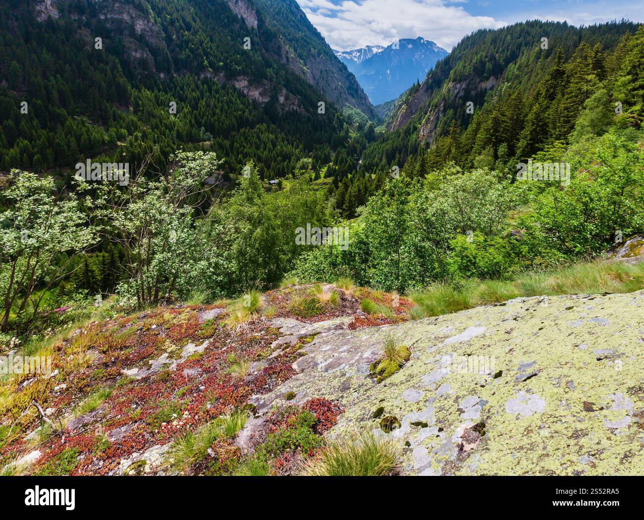 Estate Alpi paesaggio di montagna con foresta sul pendio e la grande pietra di muschio davanti (Alpi, Svizzera) Foto Stock
