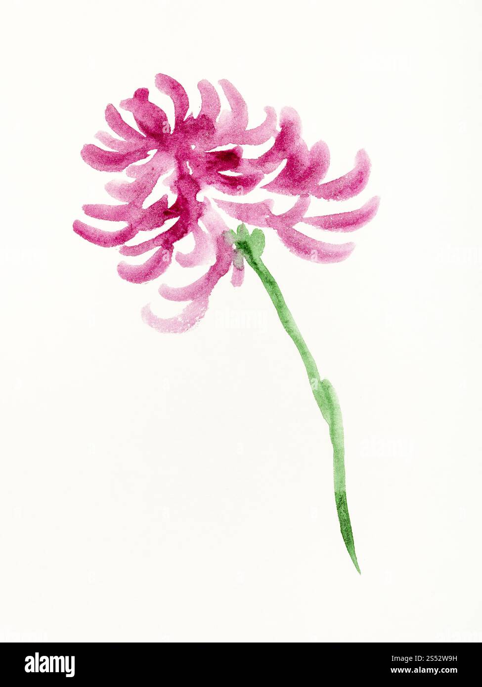 Disegno di formazione in sumi-e (suibokuga) stile con vernici ad acquerello - viola crisantemo fiore è disegnata a mano su carta cremosa Foto Stock