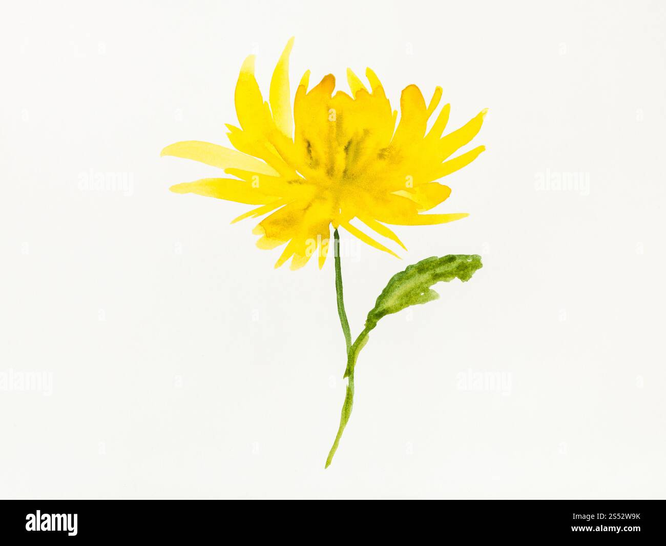 Disegno di formazione in sumi-e (suibokuga) stile con vernici ad acquerello - crisantemo giallo fiore è disegnata a mano su carta cremosa Foto Stock